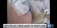 Douglas County deputies help deer caught in tomato cage