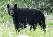 Five injured in separate wild animal attacks in South Kashmir’s Anantnag