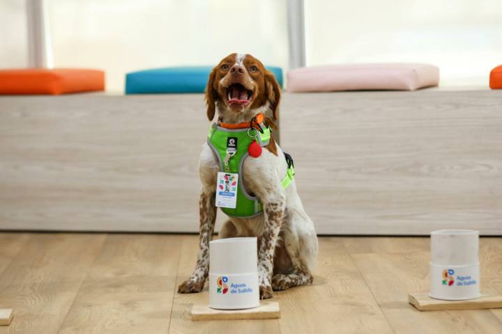 ‘Manchas’, el primer perro buscafugas de agua en México