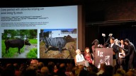Does painting cows with stripes prevent fly bites? Researchers who studied this win Ig Nobel prize