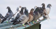 “La invasión es muy grande, hay mucha suciedad”: comerciantes reclaman una solución al problema de las palomas en el centro