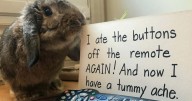 “Ate My Mum’s Slipper”: 87 Owners Who Couldn’t Help But ‘Shame’ Their Pets Online