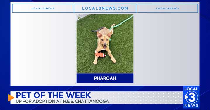 Pharoah the dog up for adoption at the Humane Educational Society of Chattanooga