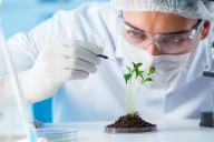 Científicos modifican plantas genéticamente para aumentar la absorción de CO₂