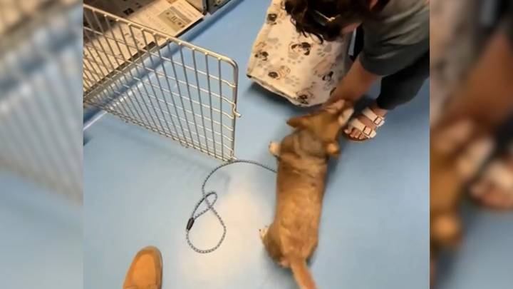 Pennsylvania Elderly Dog Left Behind Has The Most Emotional Reaction At The Vet