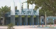 Miami Seaquarium set to close