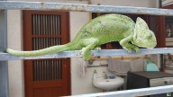 Rare Indian chameleon rescued from Vadodara home, released back into wild