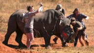 Cuernos de rinoceronte radiactivos para combatir la caza furtiva: "Es completamente seguro para el animal"