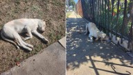 California Owners Abandoned Their Dog, Yet He Still Looks For Them By Watching Into Strangers’ Yards