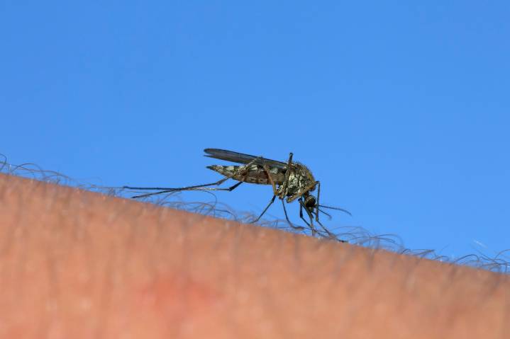 West Nile virus confirmed in 2 Mass. men, state Dept. Public Health says