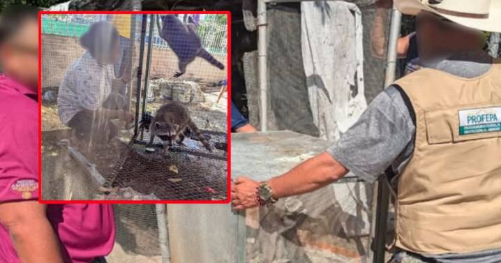 Rescatan a dos mapaches en cautiverio dentro de vivienda en Campeche; podrían volver a su hábitat