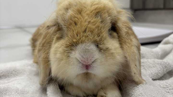 Animal rescue workers shocked when brown rabbit turns out to be stained white pet who lived with chain smoker