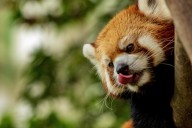 Illinois’ Most Haunted Place Is a Zoo Built on a Cemetery