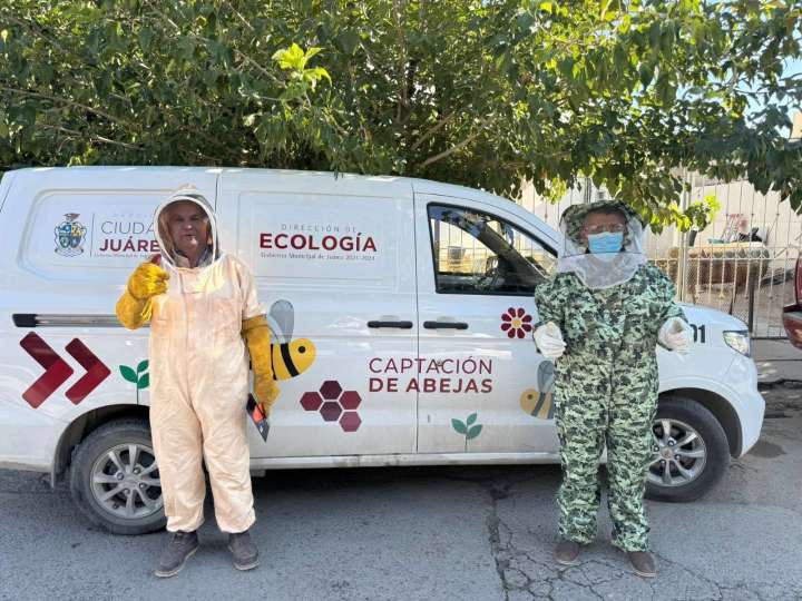 Retira Ecología panal de abejas en vivienda y pide reportar enjambres sin destruirlos