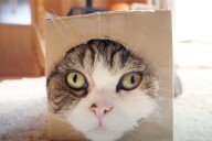 Maru the Cat, Once the Most Viewed Animal on YouTube, Dies at 18