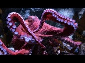 Beloved octopus spends last days caring for her eggs, even though they will never hatch