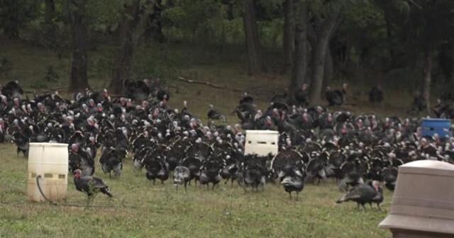 KellyBronze ranked best Thanksgiving turkey in the country