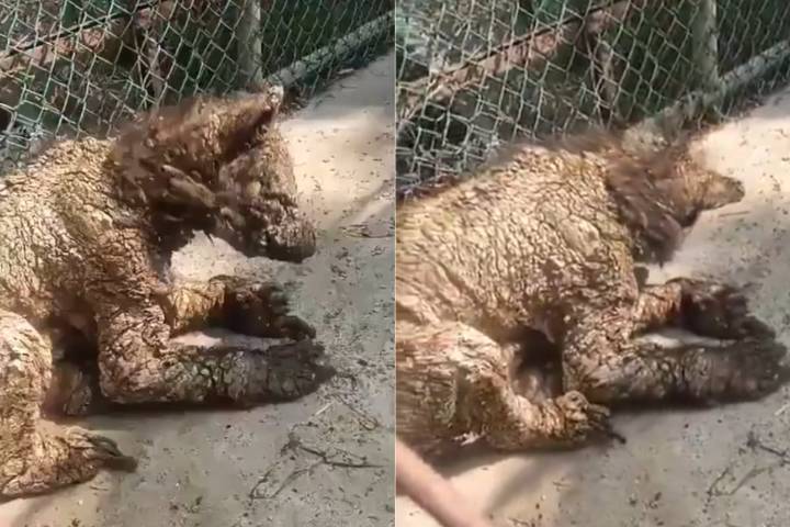 La Profepa convocó a veterinarios especializados para revizar a la osa en el Zoológico La Pastora