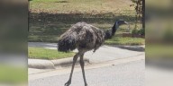Emu on the loose in Rocky Mount