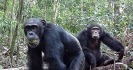 Chimps love getting drunk and down equivalent of two glasses of wine every day