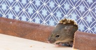 Experts predict record rat infestations this winter – how to protect your home now