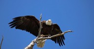 DWR launches new bird-watching challenge, the Utah Birding Slam