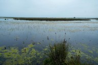 Doñana recibe ayudas complementarias para renaturalización agraria y forestal