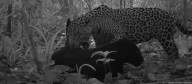 Captan primer apareamiento de un jaguar negro en libertad