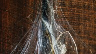 Fall’s hidden architects: funnel weavers in Minnesota gardens