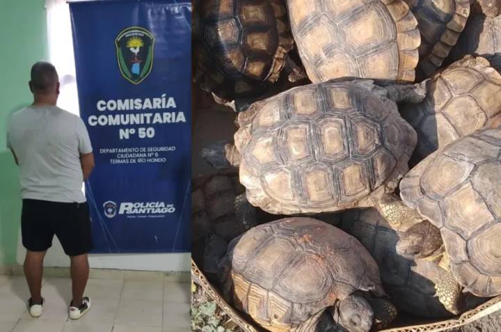 Unas 13 tortugas terrestres fueron rescatadas de una red de tráfico de fauna