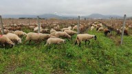 La Xunta quiere arrancar el mercado voluntario de créditos de carbono en Galicia a principios del 2026