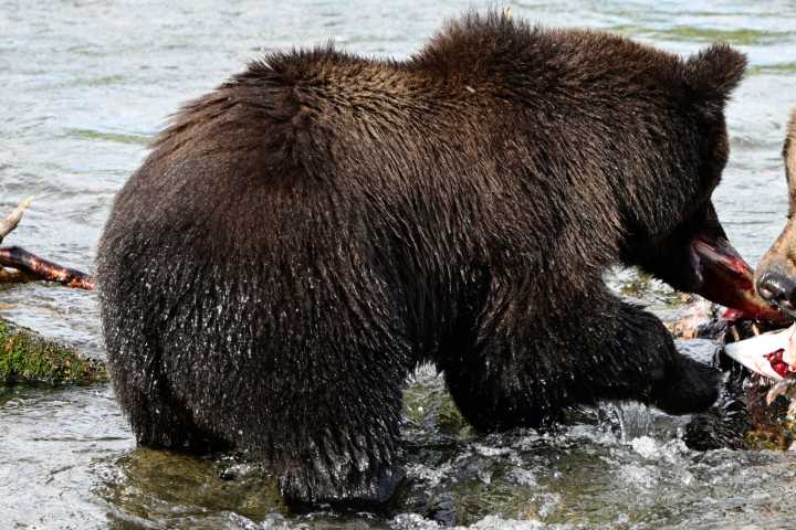 What to know about Fat Bear Week, a competition to be the chonkiest brown bear