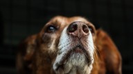 Descubren un tratamiento que alargaría un 30% la vida de los perros y se estudia su aplicación en humanos: "Existe esperanza"