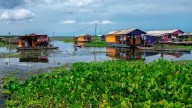 Palafitos de Santa Marta enfrentan crisis por invasión acuática