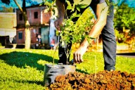 Buen árbol, buena sombra, buena vida