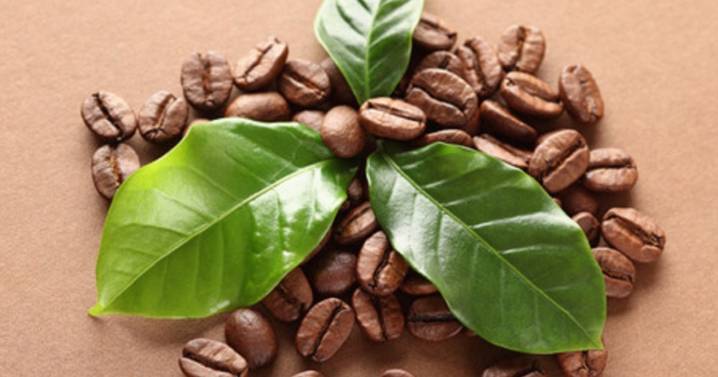 El ritual con hojas de laurel y granos de café para atraer abundancia en septiembre 2025