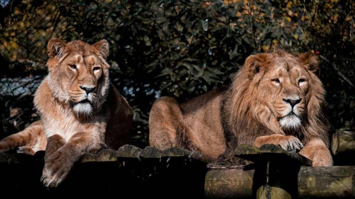Tailandia: el cuidador de un zoológico murió tras ser atacado por siete leones cuando les daba de comer