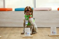 ‘Manchas’, el primer perro buscafugas de agua en México