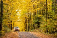 2 U.P. tree tunnels ready for spectacular fall color display
