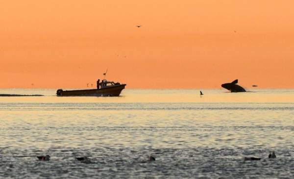 Los servicios turísticos locales de Madryn llegan a la reconocida plataforma Citivatis