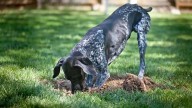 El instinto de enterrar y esconder que conecta a los perros con los lobos