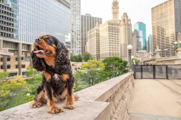 Barktoberfest returns to the Chicago Riverwalk September 20