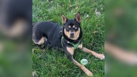 New Jersey Dog Sent Back To Shelter In 48 Hours For 'Aggression' Is Actually A Loving Snuggle Bug