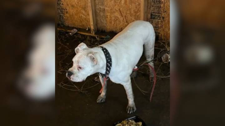 Michigan Rescuer Saves Dog Left In Parking Garage, Then Unveils His Devastating Story