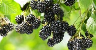 UK households picking blackberries face £300 fine 'regardless of quantity gathered'