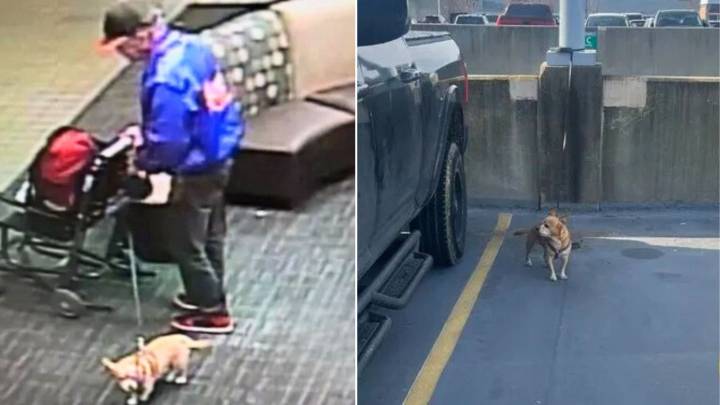 Pennsylvania Chihuahua Abandoned At The Airport Prompts Swift Police Action