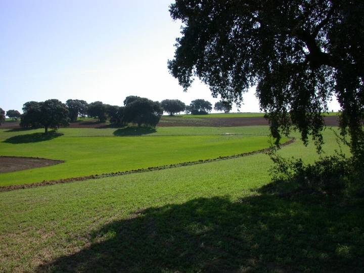 Incrementan al 30 % las explotaciones ecológicas de Andalucía durante cuatro años