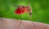First West Nile Virus Cases of 2025 Confirmed in L.A. County