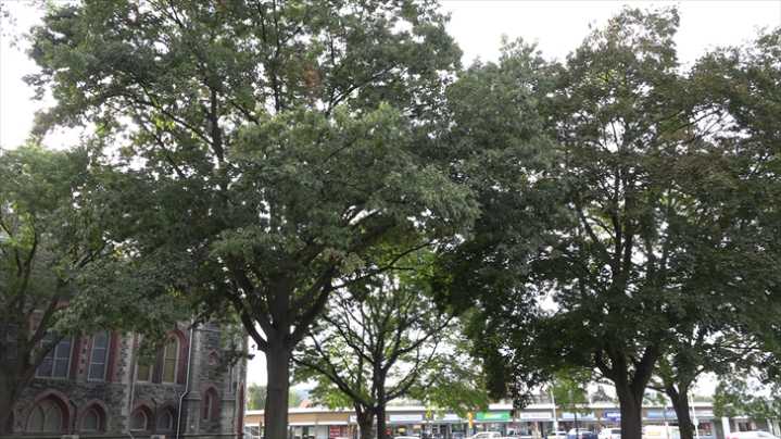 City of Elmira Passes Ordinance to Update Street Tree List