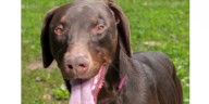 Tuesday’s adoptable pet: Meet 'King Harold'